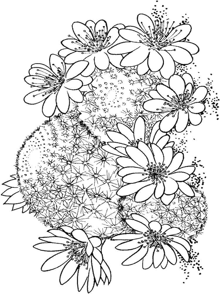 Раскраска кактусы, цветы (цветы)