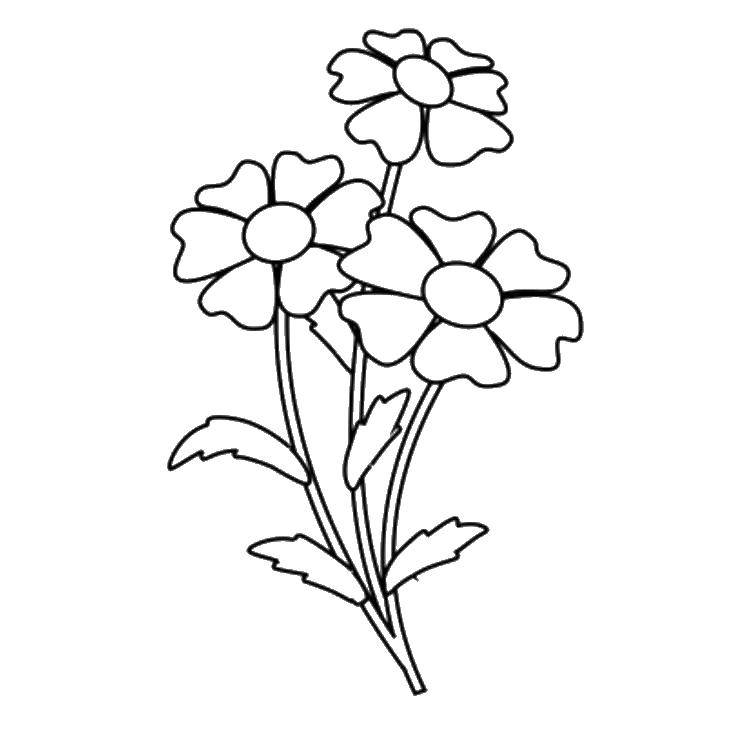 Раскраска цветов и растений для детей (цветы, растения)