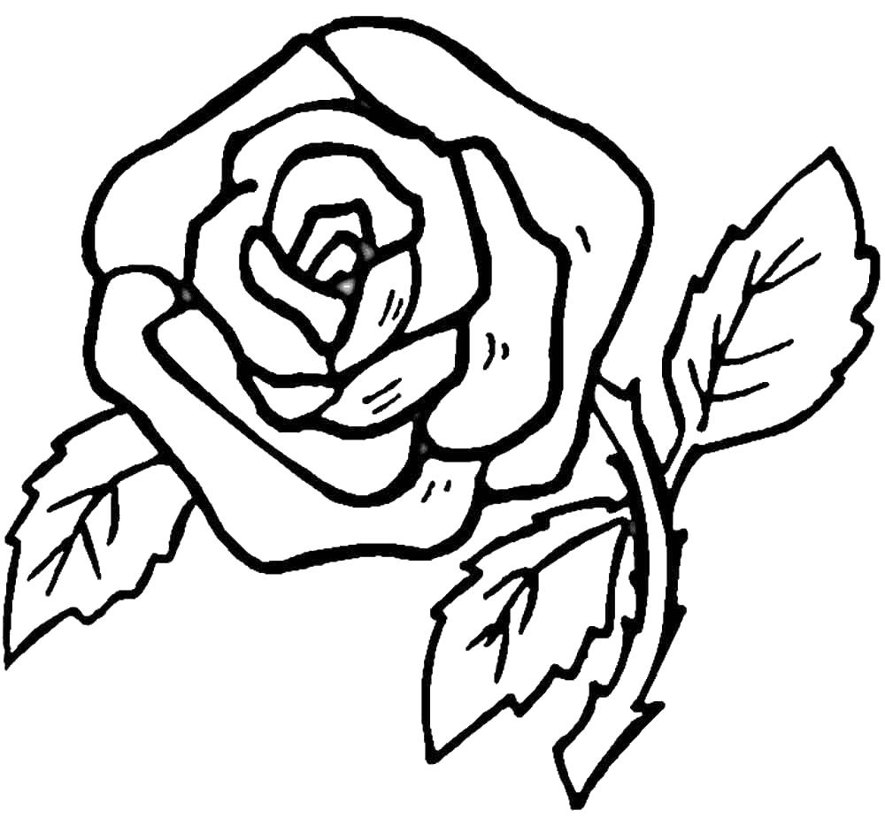 Раскраска цветок роза для девочек (цветок, роза, девочки)