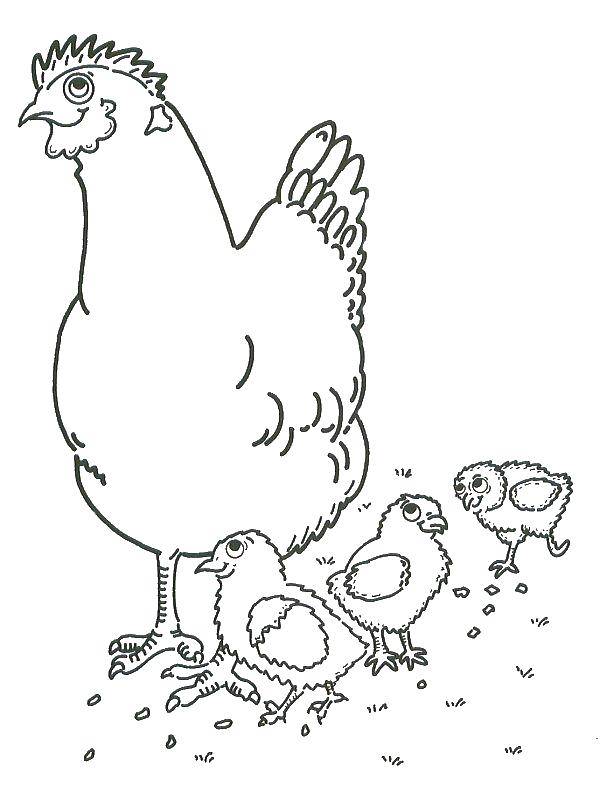 Раскраска птицы курица и цыплята для детей (курица, цыплята)