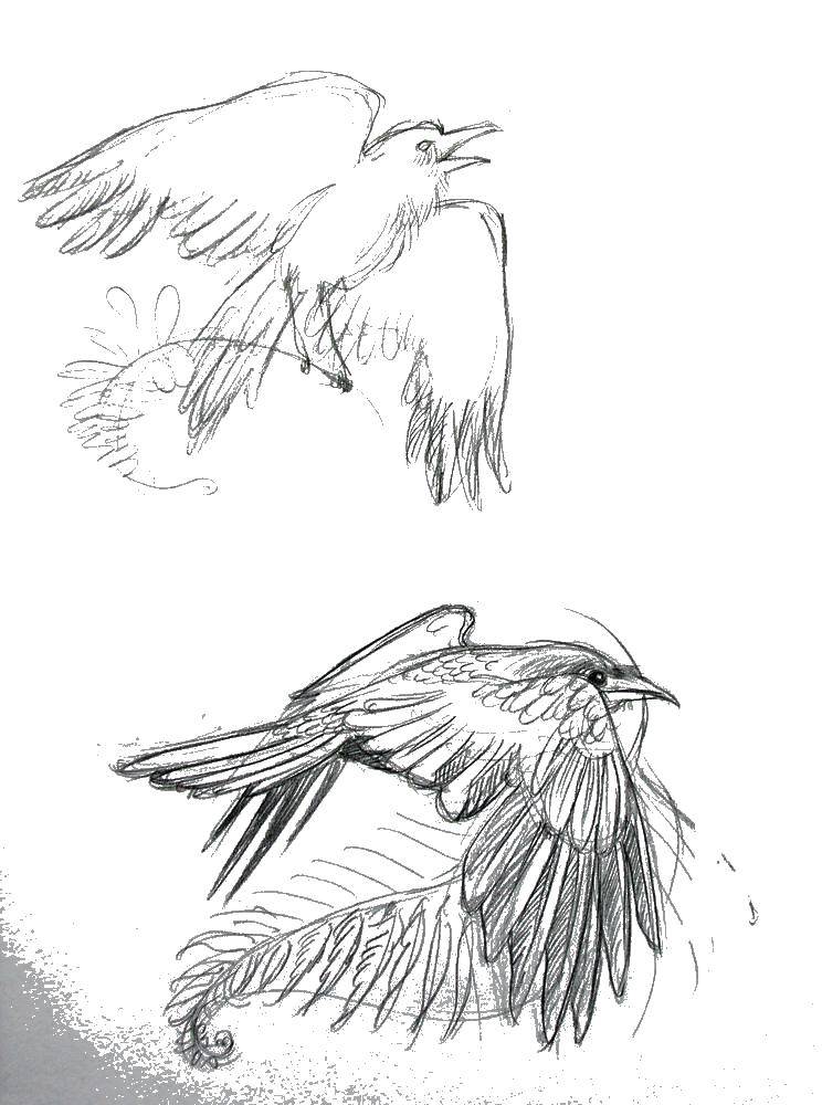 Контуры для вырезания птиц учимся, ворона (контуры, ворона, учимся, рисовать)
