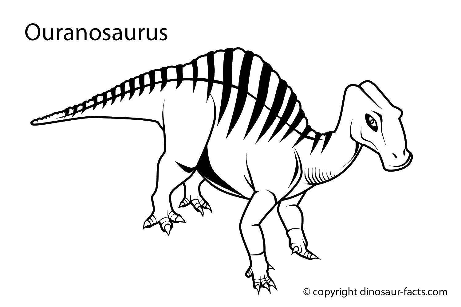 Динозавр раскраска для мальчиков (уранозавр)