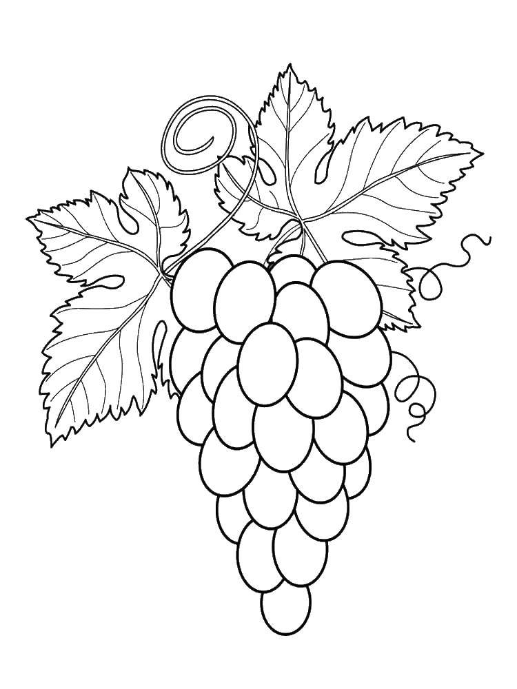 Раскраска винограда Ягоды для детей (виноград, Ягоды)