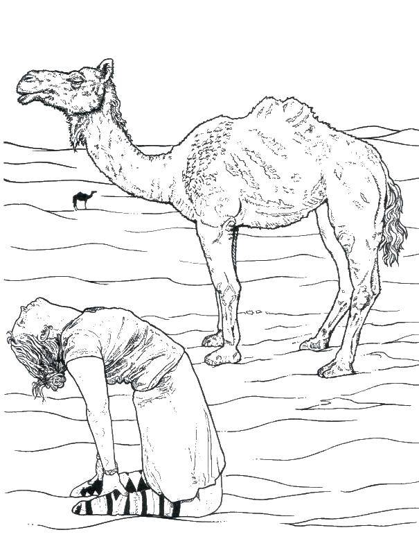 Раскраска с Животными Верблюдом и парнем для детей (верблюд, парень)