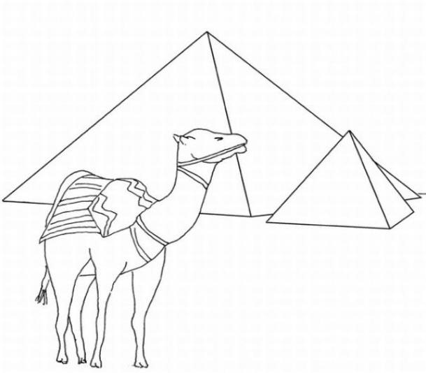 Раскраска с верблюдом возле пирамид (верблюд)