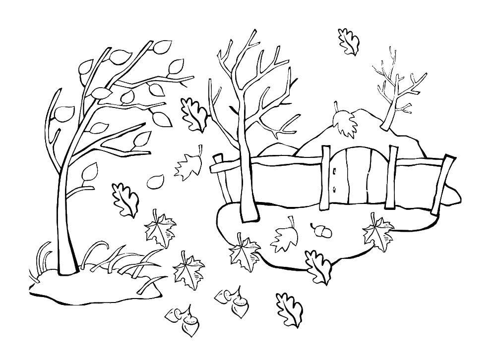 Раскраска осеннего дерева для детей (листья, дерево)