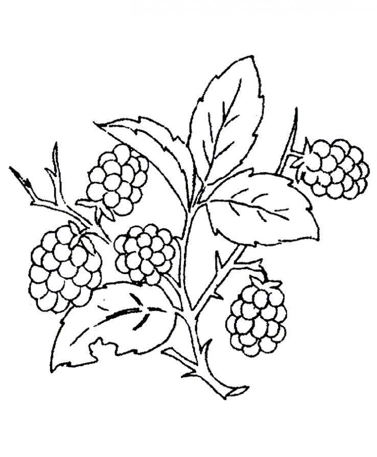 Раскраска ягоды малина (малина)