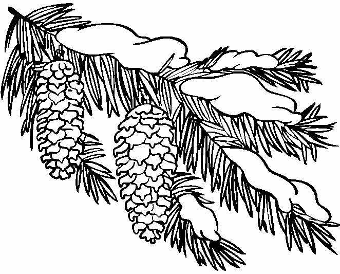 Раскраска ветки с шишками для малышей на тему зима (зима, ветка, усидчивость)