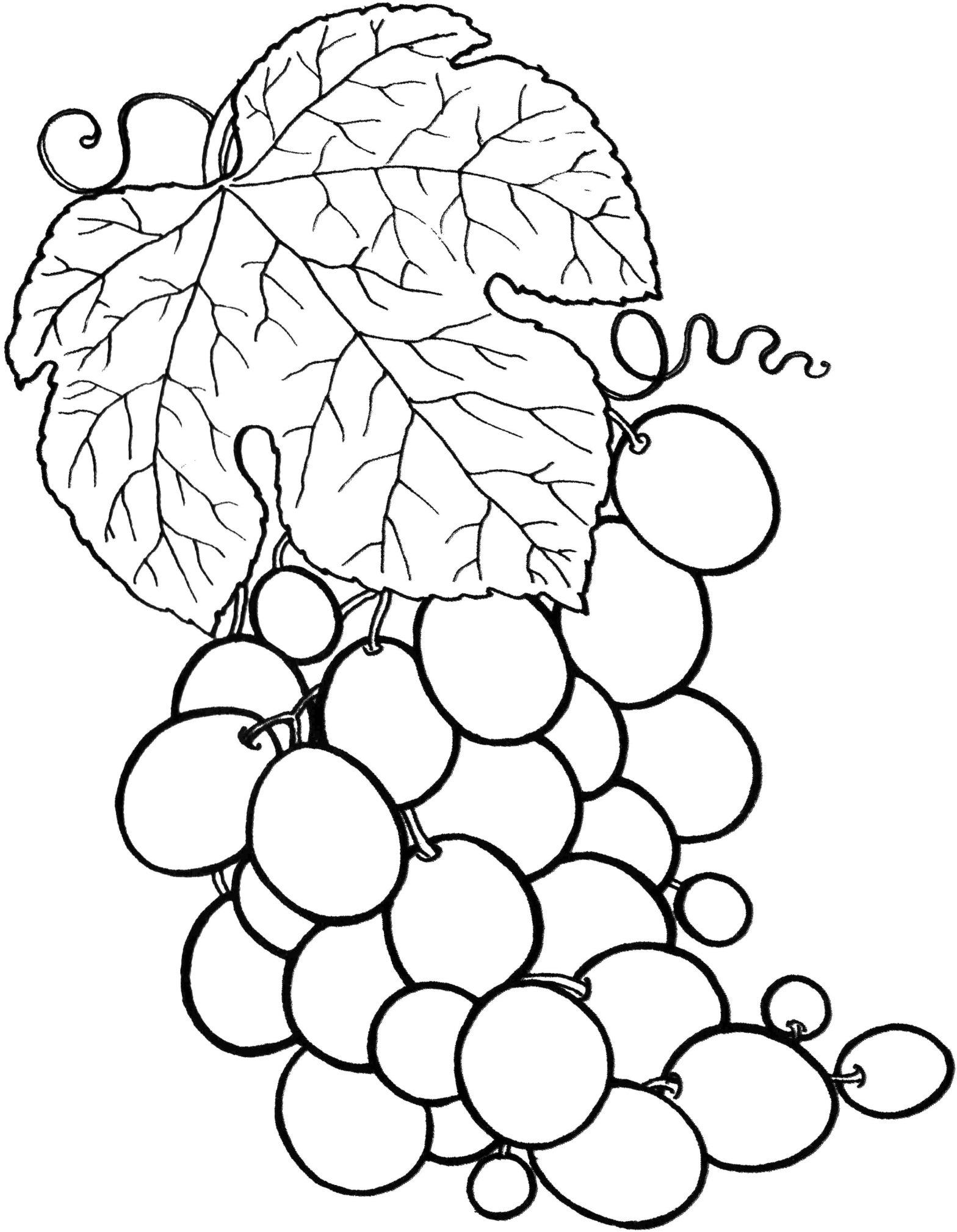 Раскраска виноград для детей (виноград)