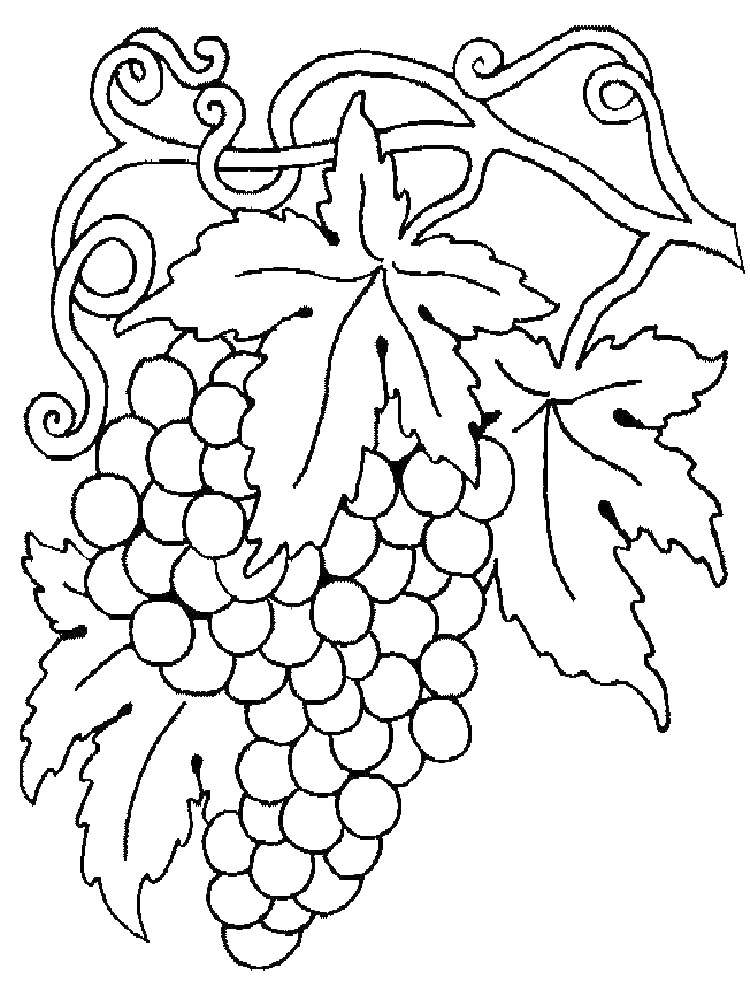 Раскраска виноград Ягоды для детей (виноград, Ягоды)