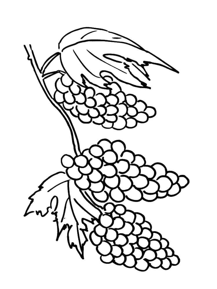 Раскраска виноград Ягоды для детей (Виноград, Ягоды)