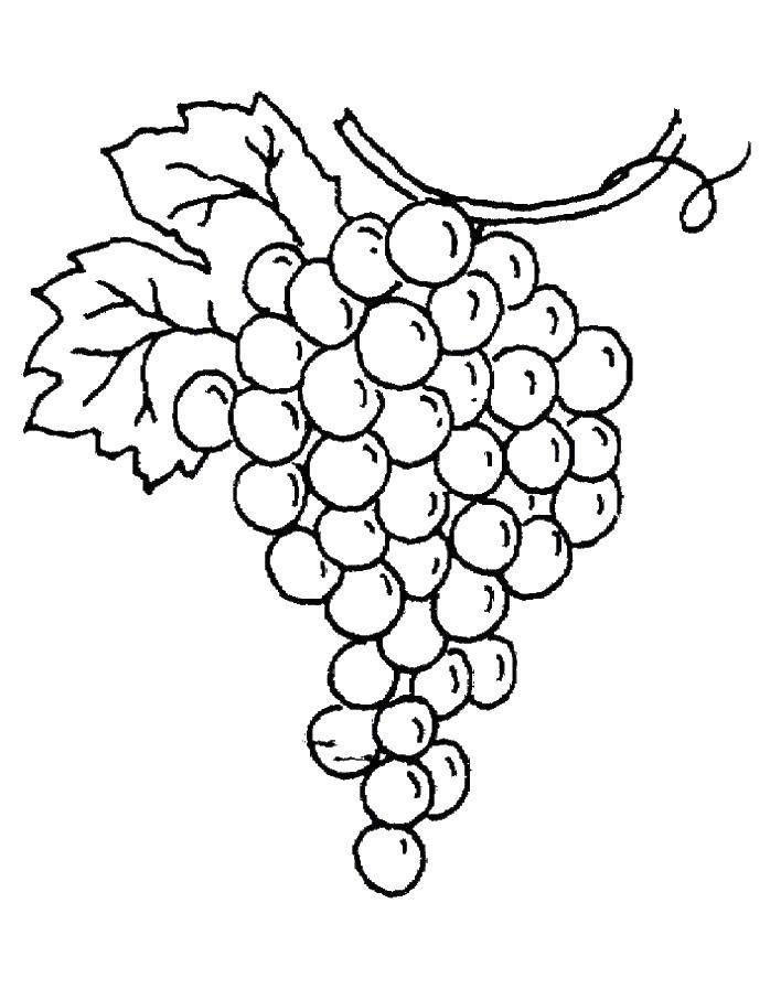 Раскраска виноград для детей (виноград)