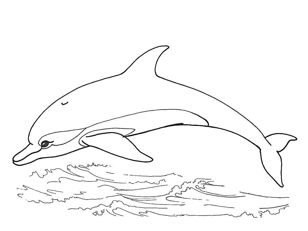 Раскраска с дельфином в воде хвостом (дельфин)