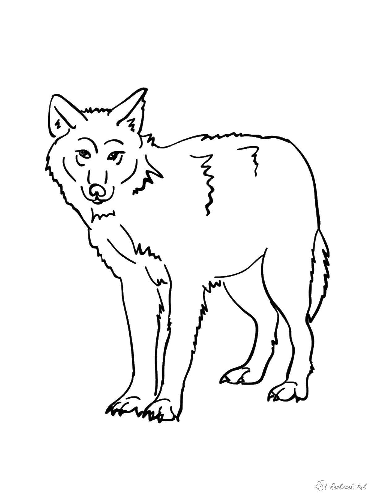 Раскраска Волк - бесплатные распечатки для детей (дети, Волк, животные, распечатки)