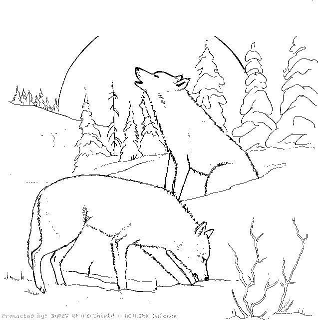 Раскраска волков в лесу для детей всех возрастов (волки, лес)