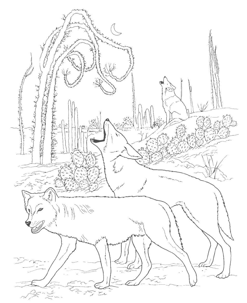 Раскраска волк для детей (волк, волки)
