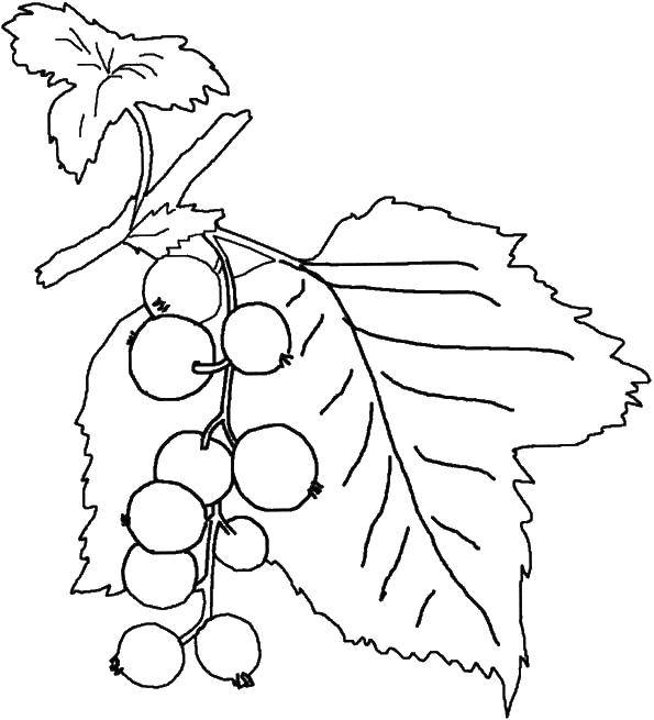 Раскраска: растение с веткой, ягодами и листком (растение, ягоды)