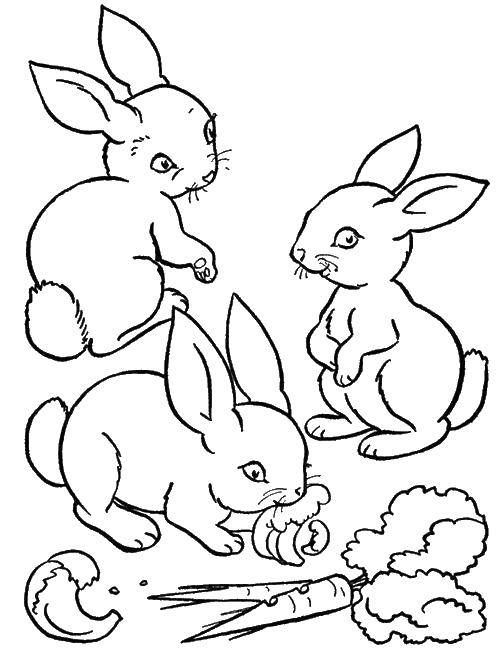Раскраска с изображением животных, зайчиков и морковки для детей (зайчики, морковка)