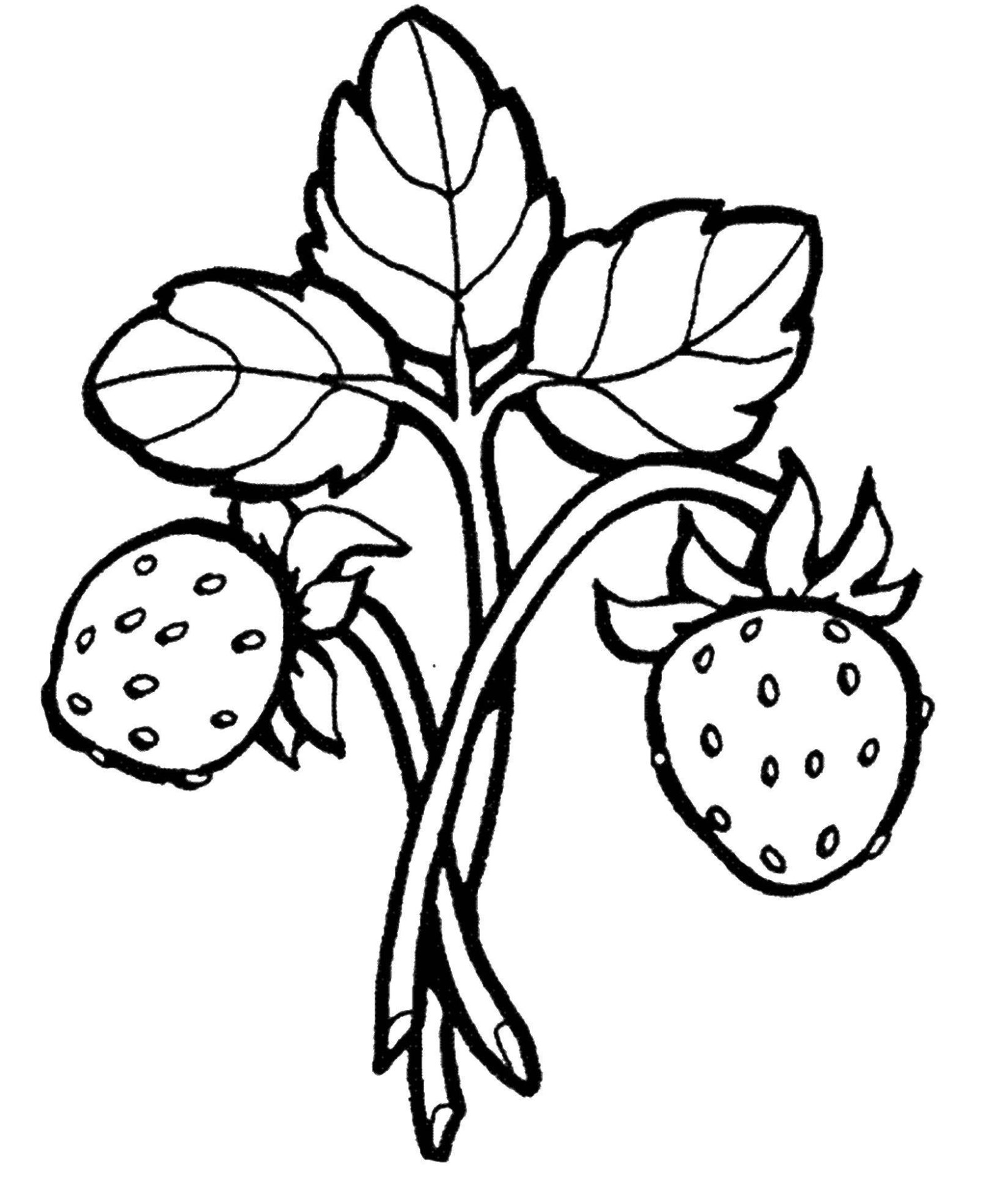 Раскраска ягоды для детей (ягоды, земляника)