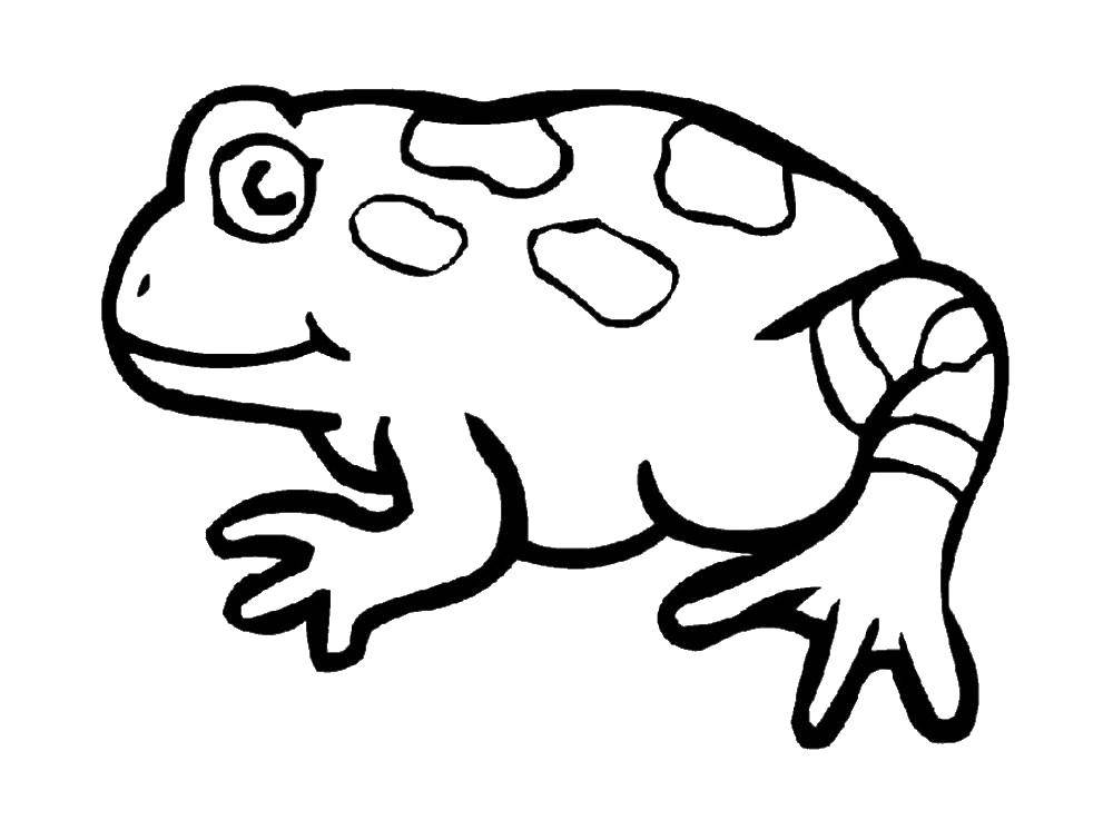 Раскраска лягушка Рептилия для детей (лягушка, Рептилия)