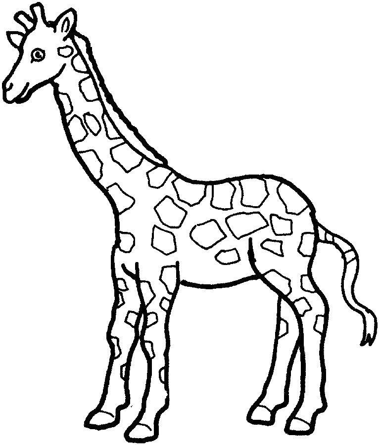 Раскраска жирафа для малышей и детей: красивый яркий рисунок животного (животные, жираф)