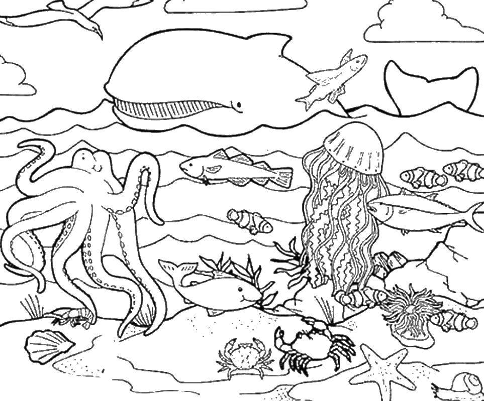 Раскраски морских животных: кит, медуза, краб (краб)