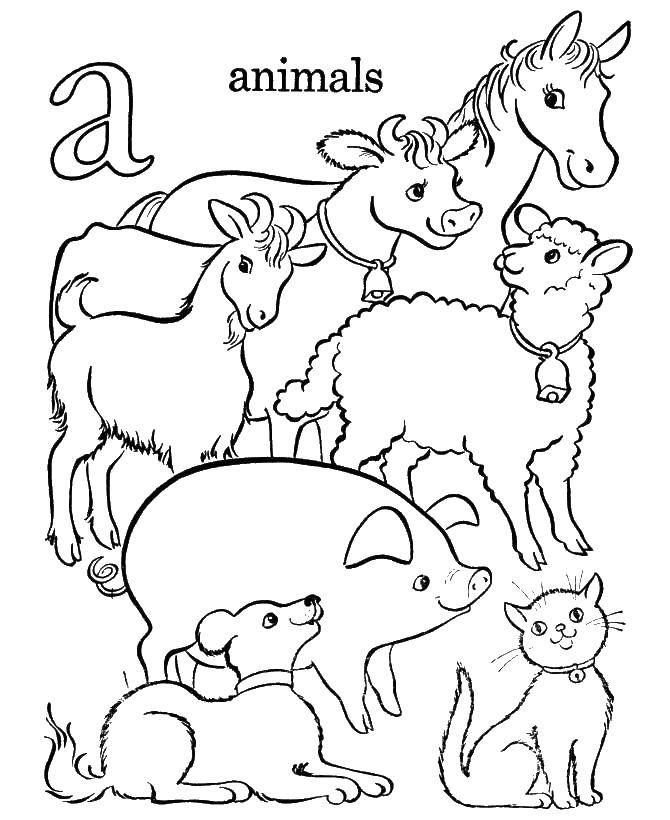Раскраска животных для детей (звери)