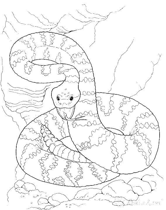 Раскраска Злая змея (змея)