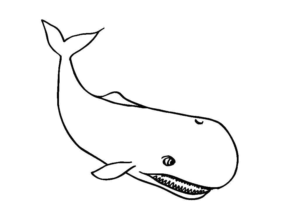 Раскраска с изображением кита и рыбы в подводном мире (кит)