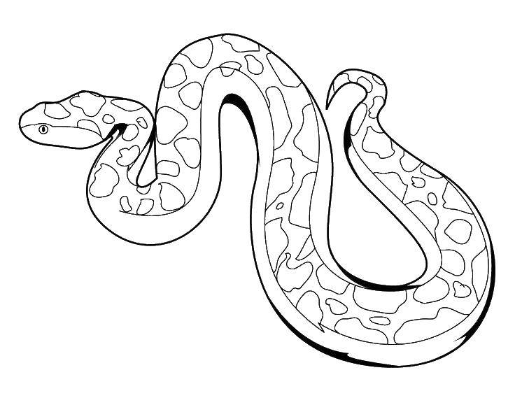 Раскраска с змеей и другими пресмыкающимися животными