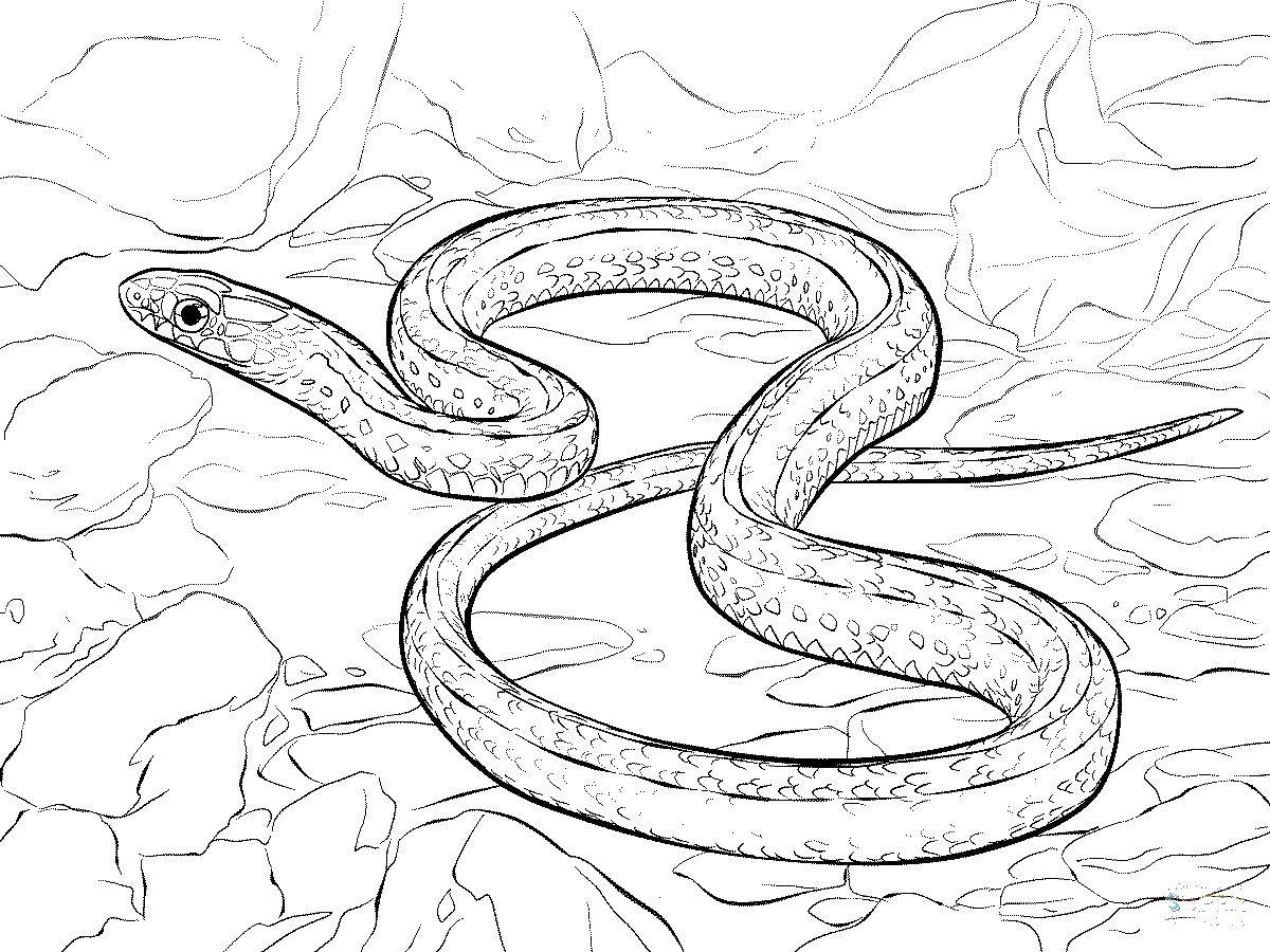 Раскраска змея для детей (змея)