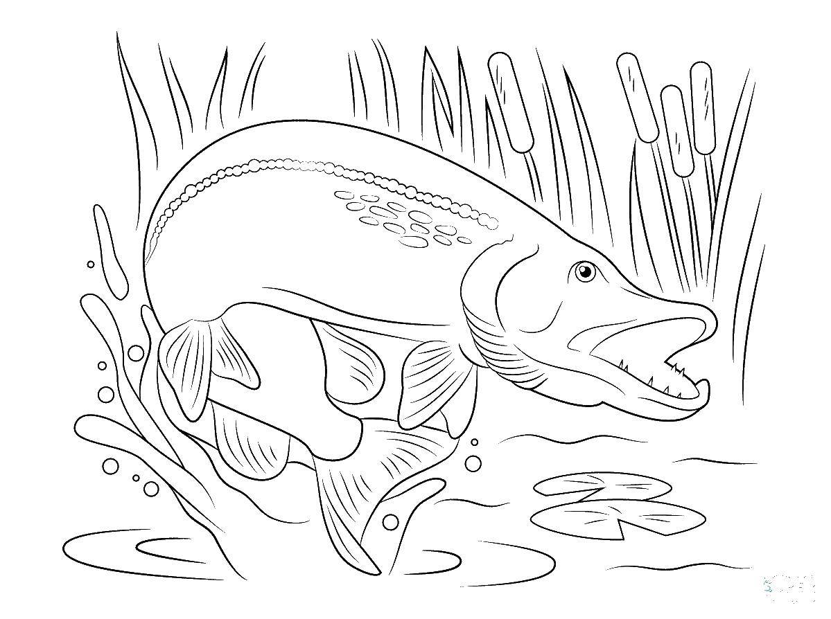 Раскраска щука Подводный мир, рыба для детей (щука, рыба, цвета)