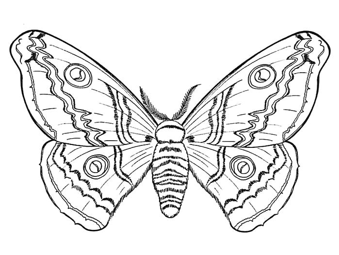 Раскраски на тему насекомых бабочек для детей (бабочки)