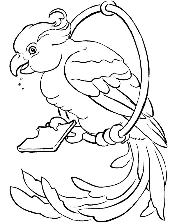 Раскраска попугая для детей (попугай, праздники)