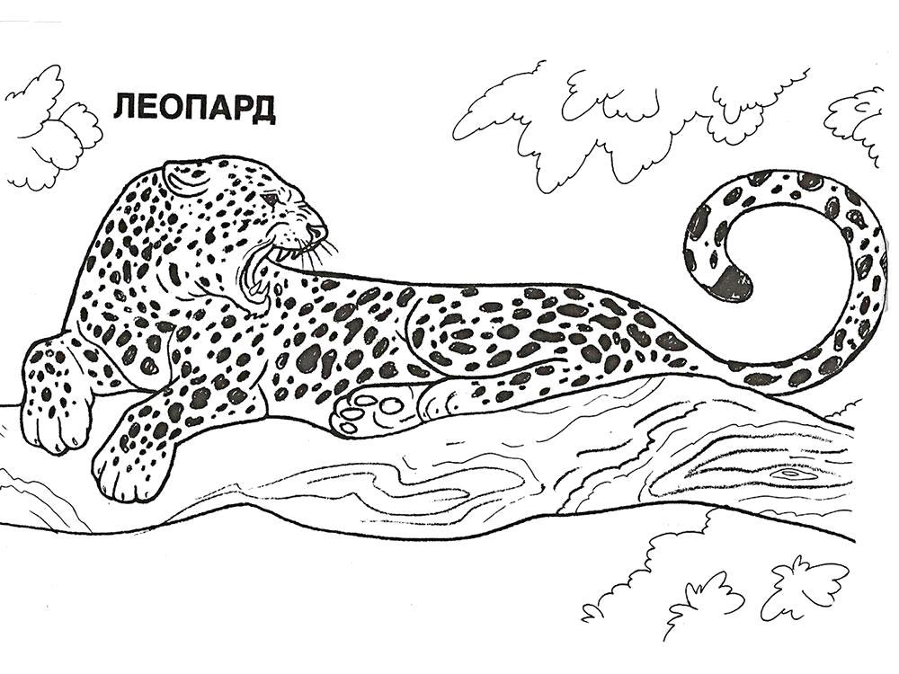 Раскраска леопарда для детей всех возрастов (леопард)