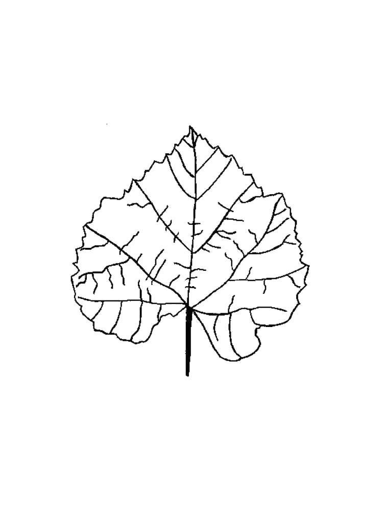 Раскраски растений лист для детей (лист)