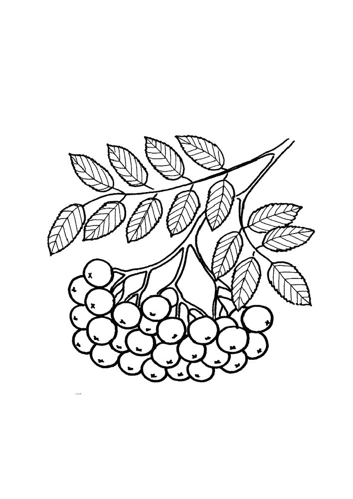 Раскраска ягоды рябина для детей (рябина)