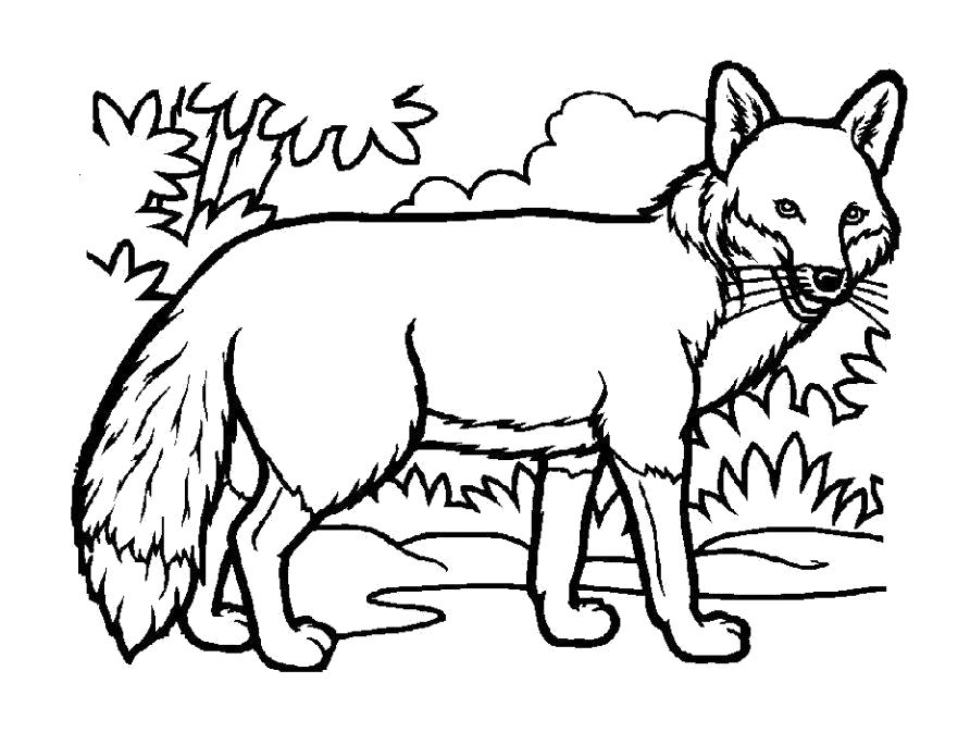 Раскраска Дикие животные лиса для девочек (лиса)
