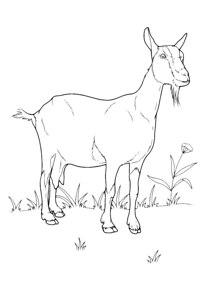 Раскраска с изображением Козы для мальчиков (Коза)