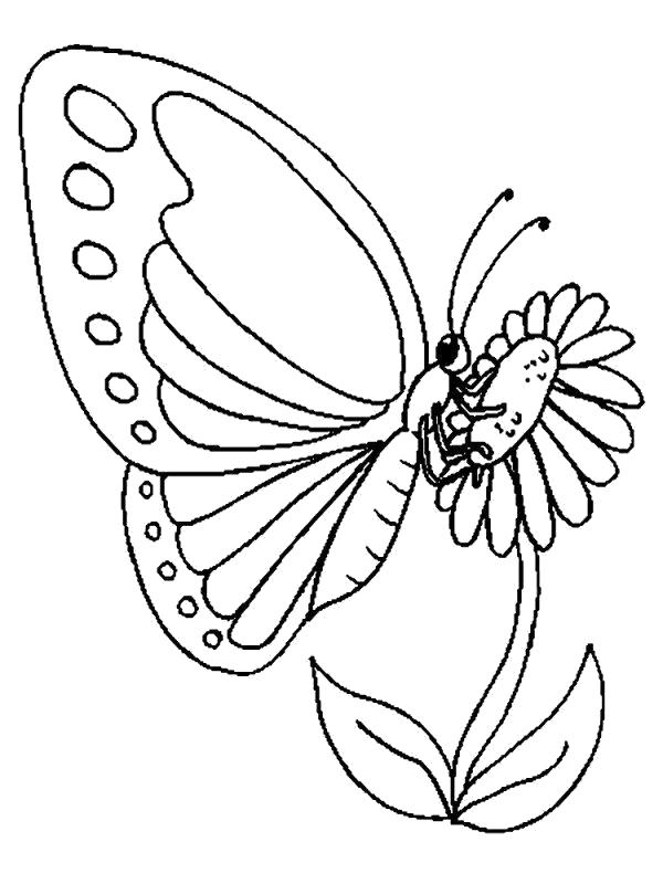 Раскраска бабочки (бабочки)