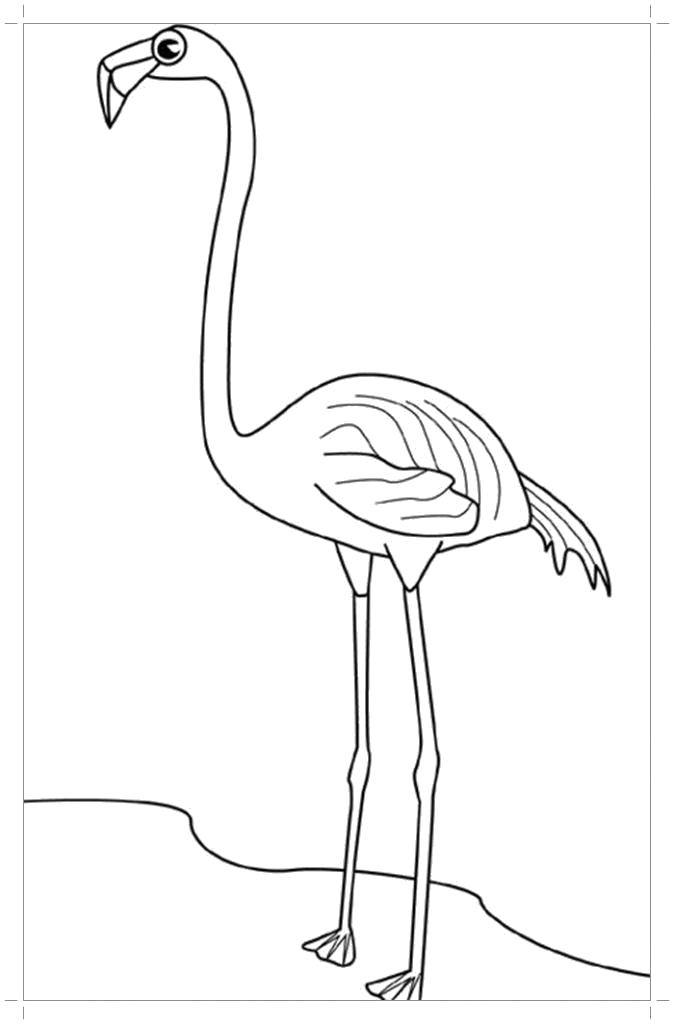 Раскраска Фламинго для детей
