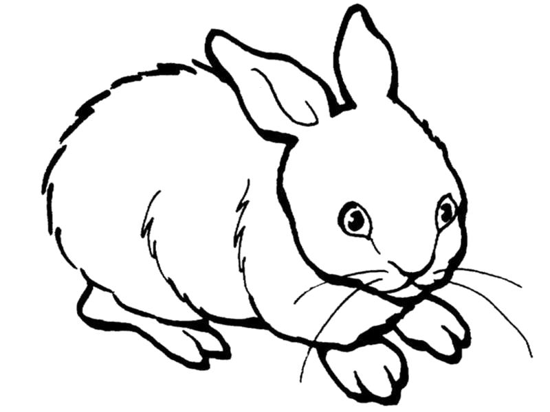 Раскраска зайца - бесплатные раскраски для детей (животные)