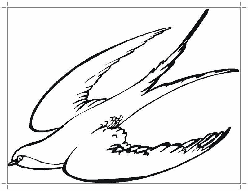Раскраска птицы ласточка (птица, ласточка)