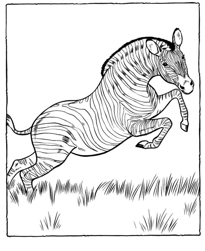 Раскраска зебры, бежащей по лугу (зебра, бежит)