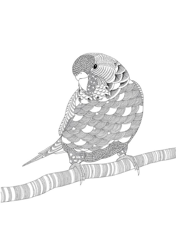 Раскраска попугая для взрослых (попугай)