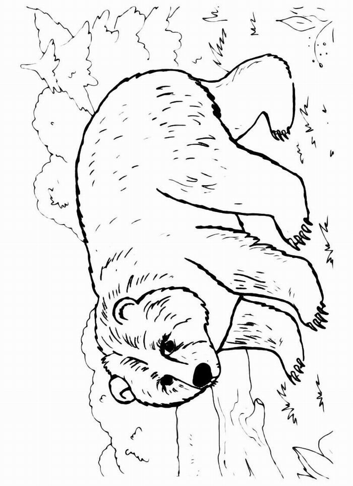 Раскраска с изображением медведя, медвежонка, медведицы и медведей (дети, медведь, медвежонок, медведица, медведи)