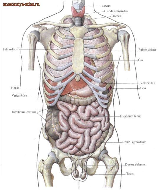 Раскрашенные изображения органов человека (пособие, органы)