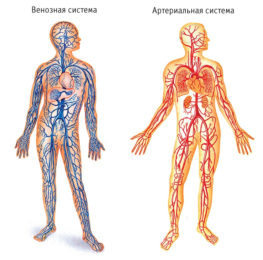 Раскраска анатомии человека: органы (пособие, органы, знания)