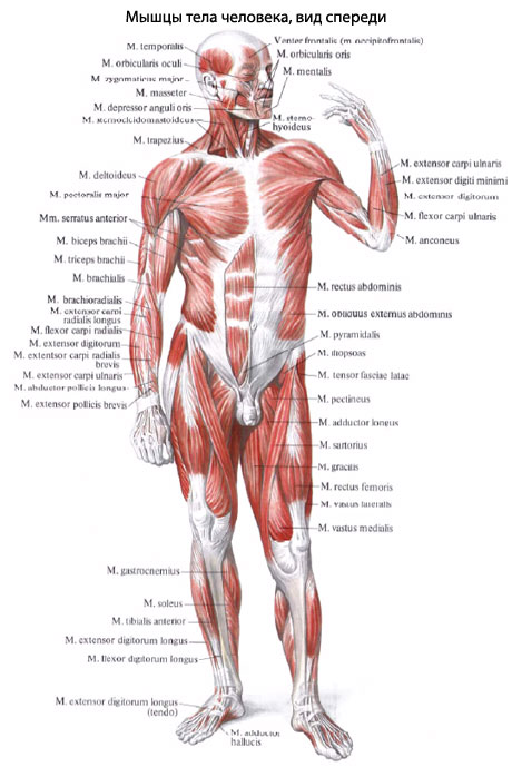 Раскраска анатомии человека: органы (анатомия, пособие, органы)