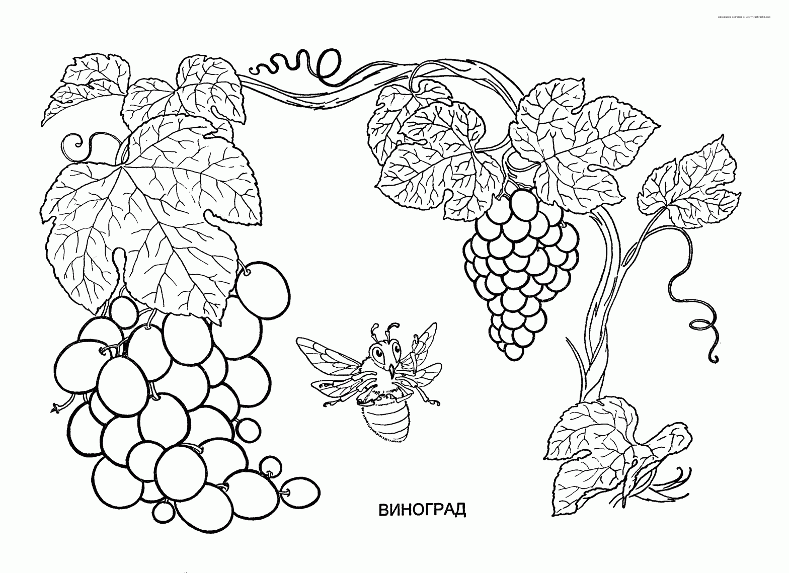 Детская раскраска растения - цветы, виноград (виноград, детская)